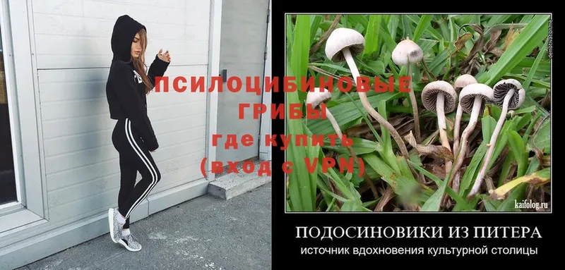 Псилоцибиновые грибы Magic Shrooms  Гатчина 